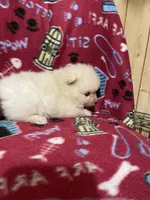 Nala’s boy, a male Pomeranian for sale in Boling, TX – 3 of 3