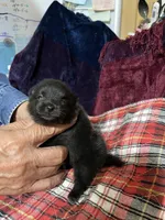 Brandy’s Black boy, a male Pomeranian for sale in Boling, TX – Photo 1 of 3