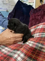 Brandy’s Black boy, a male Pomeranian for sale in Boling, TX – Photo 2 of 3