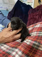 Brandy’s Black boy, a male Pomeranian for sale in Boling, TX – Photo 3 of 3