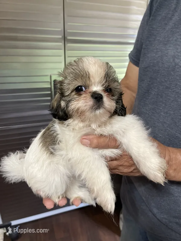 Chloe’s boy 1 – Shih Tzu puppy for sale in Boling, TX