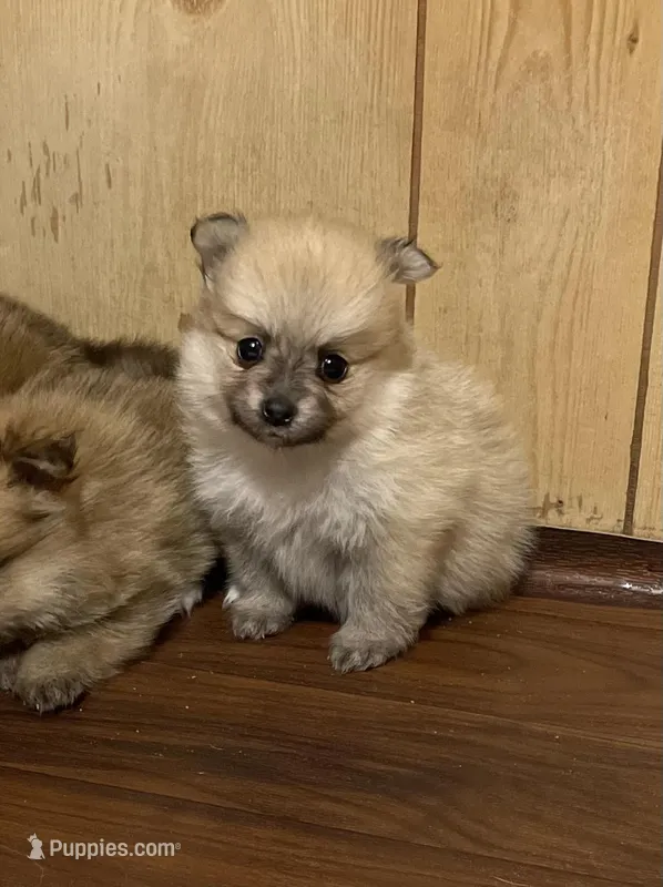 Nala’s girl on sale, a female Pomeranian for sale in Boling, TX – Photo 1 of 10