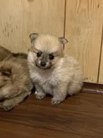 Nala’s girl on sale, a female Pomeranian for sale in Boling, TX – Photo 1 of 10