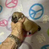 Nala’s girl on sale, a female Pomeranian for sale in Boling, TX – Photo 7 of 10