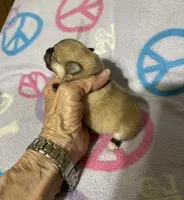 Nala’s girl on sale, a female Pomeranian for sale in Boling, TX – Photo 8 of 10