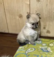 Nala’s girl on sale, a female Pomeranian for sale in Boling, TX – Photo 2 of 10