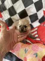 Nala’s girl on sale, a female Pomeranian for sale in Boling, TX – Photo 3 of 10