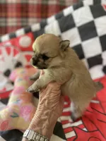 Nala’s girl on sale, a female Pomeranian for sale in Boling, TX – Photo 5 of 10