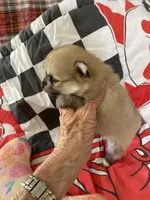 Nala’s girl on sale, a female Pomeranian for sale in Boling, TX – Photo 4 of 10