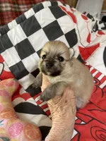 Nala’s girl on sale, a female Pomeranian for sale in Boling, TX – Photo 6 of 10