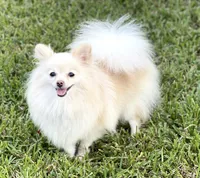 Nala’s girl on sale, a female Pomeranian for sale in Boling, TX – Photo 10 of 10