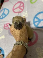 Nala’s girl on sale, a female Pomeranian for sale in Boling, TX – Photo 9 of 10