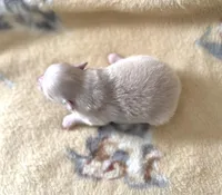 Nala’s cream girl, a female Pomeranian for sale in Boling, TX – Photo 3 of 3