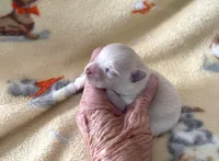 Nala’s cream girl, a female Pomeranian for sale in Boling, TX – Photo 1 of 3