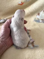 Nala’s cream girl, a female Pomeranian for sale in Boling, TX – Photo 2 of 3