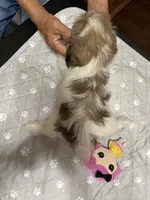 Chloe’s girl one , a female Shih Tzu for sale in Boling, TX – 2 of 2