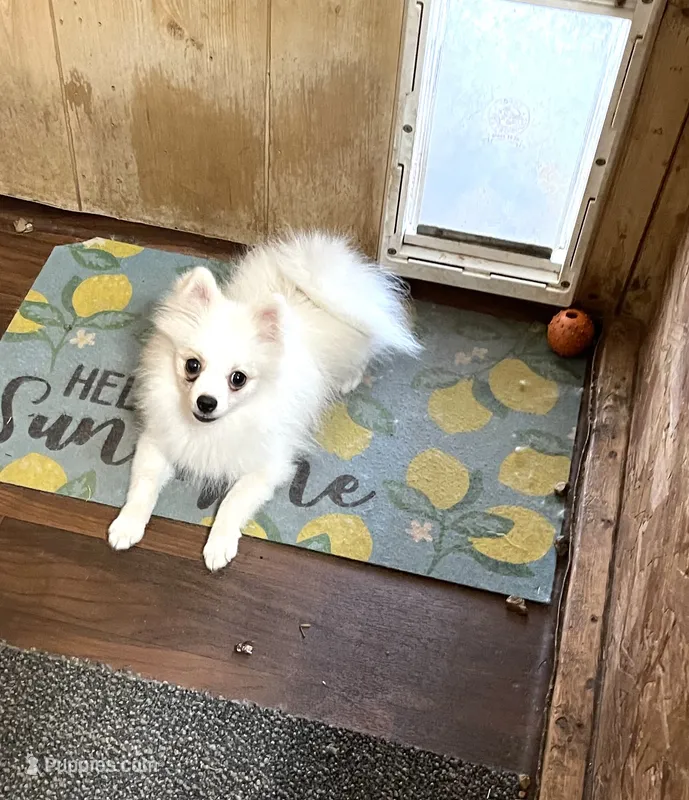 Koda’s boy on sale – Pomeranian puppy for sale in Boling, TX
