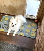 Koda’s boy on sale, a male Pomeranian for sale in Boling, TX – 3 of 10