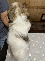 Chloe’s boy 2, a male Shih Tzu for sale in Boling, TX – 2 of 4