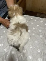 Chloe 2, a female Shih Tzu for sale in Boling, TX – 3 of 5