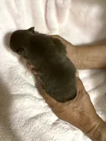 Pandas chocolate boy, a male Pomeranian for sale in Boling, TX – Photo 5 of 6