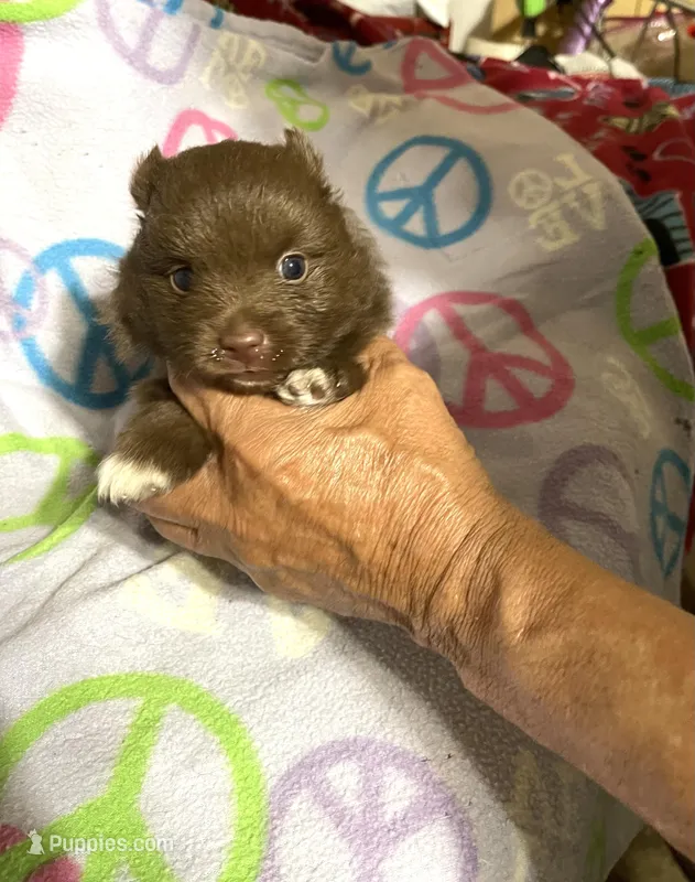 Pandas chocolate boy