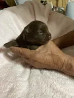 Pandas chocolate boy, a male Pomeranian for sale in Boling, TX – Photo 4 of 6