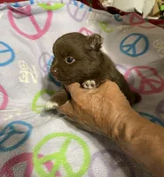 Pandas chocolate boy, a male Pomeranian for sale in Boling, TX – Photo 2 of 6