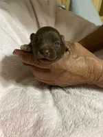 Pandas chocolate boy, a male Pomeranian for sale in Boling, TX – Photo 6 of 6