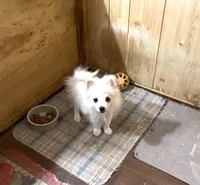 Koda’s boy on sale, a male Pomeranian for sale in Boling, TX – 1 of 10