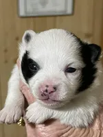 Sadie, a female Pomeranian for sale in Boling, TX – Photo 3 of 7