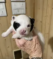 Sadie, a female Pomeranian for sale in Boling, TX – Photo 4 of 7