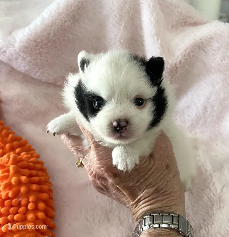 Sadie, a female Pomeranian for sale in Boling, TX – Photo 1 of 7