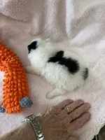 Sadie, a female Pomeranian for sale in Boling, TX – Photo 2 of 7