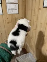 Sadie, a female Pomeranian for sale in Boling, TX – Photo 5 of 7