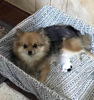 Sadie, a female Pomeranian for sale in Boling, TX – Photo 6 of 7