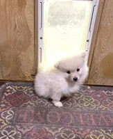 Nala’s boy reduced, a male Pomeranian for sale in Boling, TX – 5 of 5