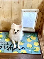 Ranger, a male Pomeranian for sale in Boling, TX – 4 of 4