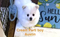 Manda’s white Parti , a male Pomeranian for sale in Boling, TX – 2 of 9