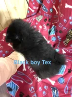 Manda’s black , a male Pomeranian for sale in Boling, TX – 3 of 9