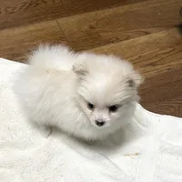 Koda Bear Sold, a male Pomeranian for sale in Boling, TX – Photo 1 of 10