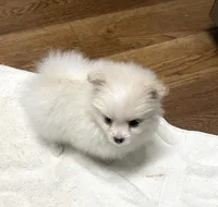 Koda Bear Sold, a male Pomeranian for sale in Boling, TX – Photo 1 of 10