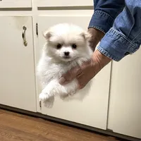 Koda Bear Sold, a male Pomeranian for sale in Boling, TX – Photo 7 of 10