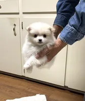 Koda Bear Sold, a male Pomeranian for sale in Boling, TX – Photo 7 of 10