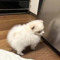 Koda Bear Sold, a male Pomeranian for sale in Boling, TX – Photo 5 of 10