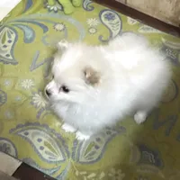 Koda Bear Sold, a male Pomeranian for sale in Boling, TX – Photo 3 of 10