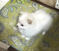 Koda Bear Sold, a male Pomeranian for sale in Boling, TX – Photo 3 of 10