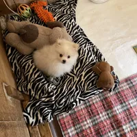 Koda Bear Sold, a male Pomeranian for sale in Boling, TX – Photo 4 of 10