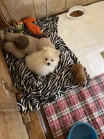 Koda Bear Sold, a male Pomeranian for sale in Boling, TX – Photo 4 of 10