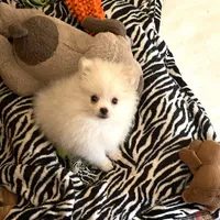 Koda Bear Sold, a male Pomeranian for sale in Boling, TX – Photo 2 of 10